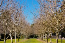 Line of maple trees without any leaves on an Autumn day