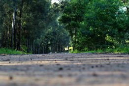 Dirt road going past trees