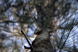 Looking up at the branches of a conifer tree