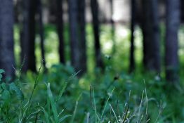 lines-of-trees