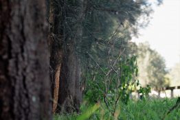 Lines of trees