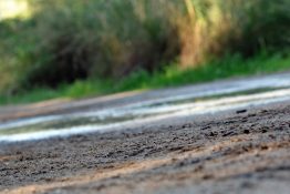 Dirt road going past trees