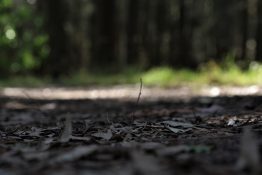 Dirt road going past trees