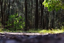 Dirt road going past trees