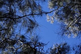 Looking up the clear blue sky through branches of conifer trees