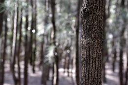 Lines of trees