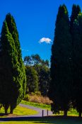 Walking path paved in the park going in between beautiful conifer trees