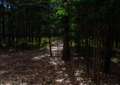 Natural walking trail in between trees in a bushy reserve