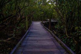 An old wooden bridge in the middle of a mangrove swamp