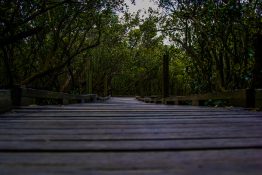 An old wooden bridge in the middle of a mangrove swamp