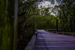 An old wooden bridge in the middle of a mangrove swamp