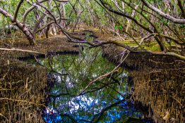 Creek running through a mangrove swamp