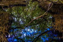 Creek running through a mangrove swamp