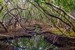 Creek running through a mangrove swamp