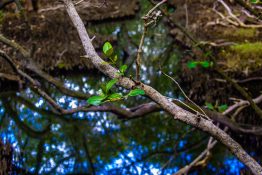 Creek running through a mangrove swamp