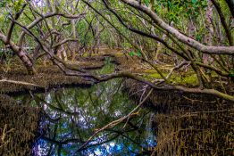 Creek running through a mangrove swamp