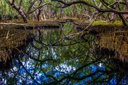 Creek running through a mangrove swamp