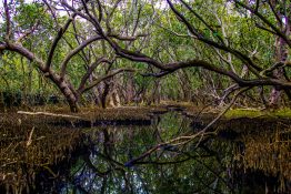 Creek running through a mangrove swamp