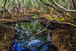 Creek running through a mangrove swamp