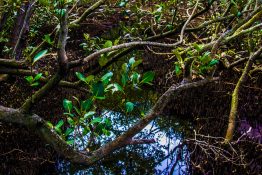 Creek running through a mangrove swamp