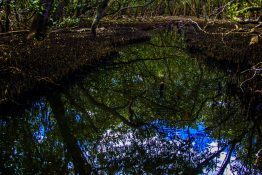 Creek running through a mangrove swamp