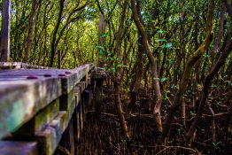 Wooden bridge running by the mangrove swamp