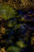 Reflection of mangrove trees on a still creek