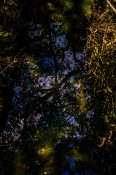 Reflection of mangrove trees on a still creek