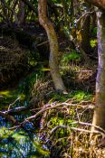 Creek running through Mangrove trees