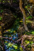 Creek running through Mangrove trees