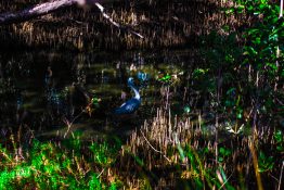 Creek running through a mangrove swamp