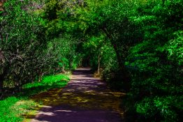 Footpath running through mangrove swamp