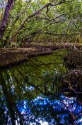 Mangrove trees reflection on a creek running through a mangrove swamp