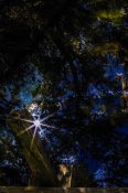 Reflection of mangrove trees on a still creek