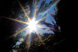 Suns rays shining through conifer trees