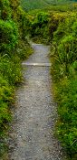 Pathway through bushes