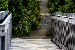 Wooden walkway leading to a walk through bush