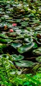 Waterlily growing in a pond