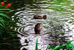 Duck with head first in a pond looking for food