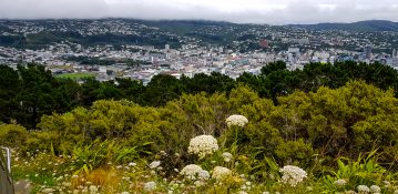 View of Wellington city from Mt Wellington