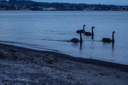 Swans wading in Lake Taupou