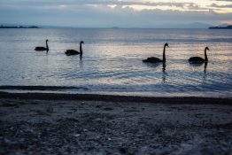 Swans wading in Lake Taupou