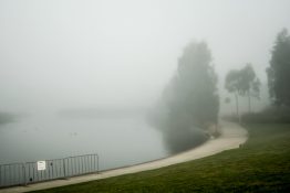 Foggy morning at a park