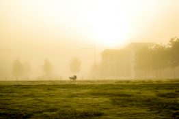 Foggy morning at a park