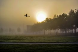 Foggy morning at a park