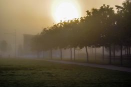 Foggy morning at a park