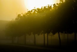 Foggy morning at a park