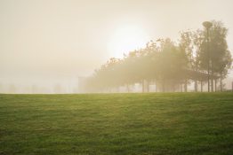 Foggy morning at a park