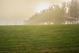 Foggy morning at a park