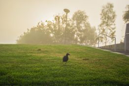 Foggy morning at a park